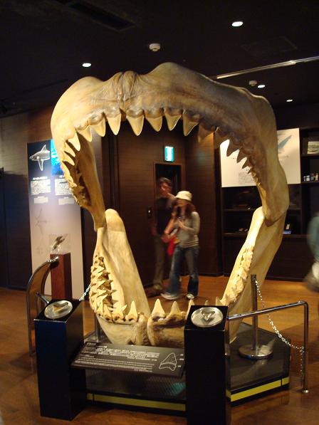 サメのアゴの骨格
